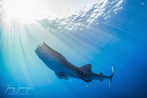 Soaking up the suns' rays. Feeding whaleshark. by Tracey Jennings 